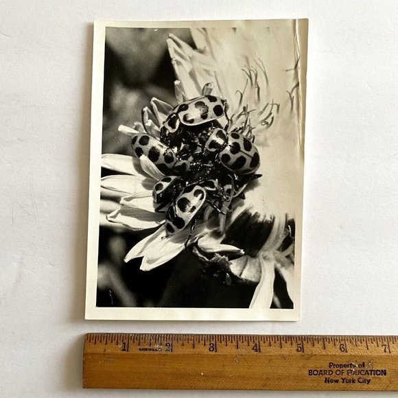 c1970 Original Ladybugs Black White Photograph Steven Willhite Glen Ellen IL - Picture 6 of 7